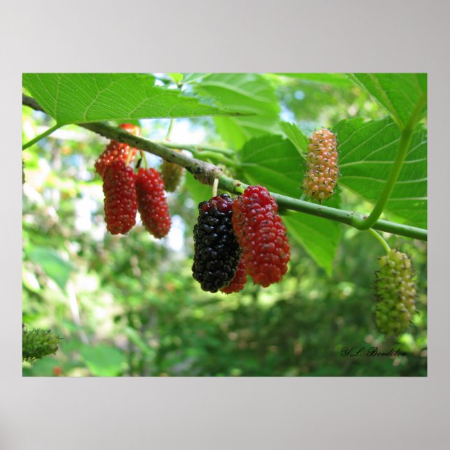Red Mulberries Poster (Front)