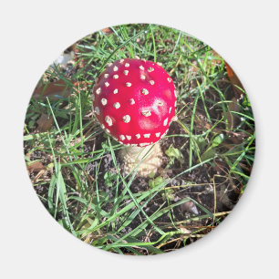 Red mushroom  magnet