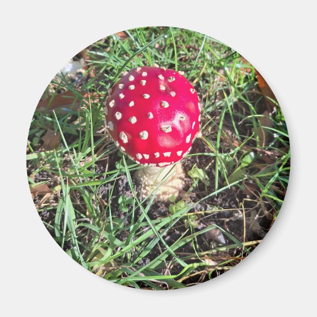 Red mushroom  magnet (Front)