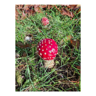 Red mushroom poster