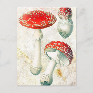 Red mushrooms morel faded distressed background postcard