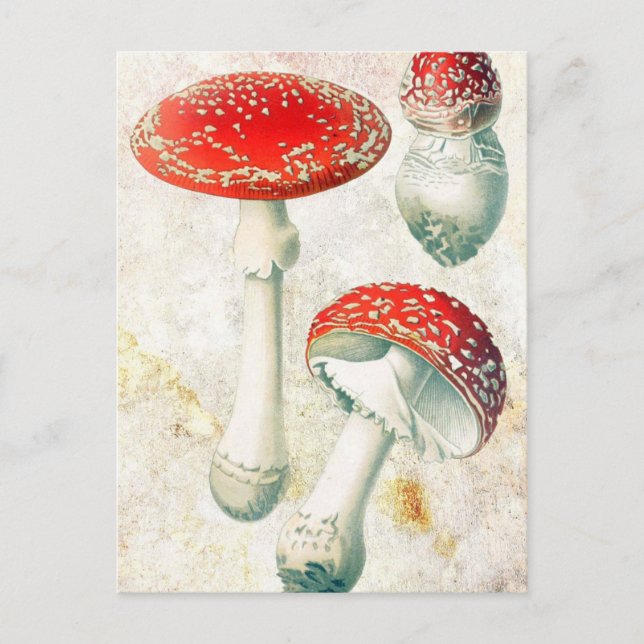 Red mushrooms morel faded distressed background postcard (Front)