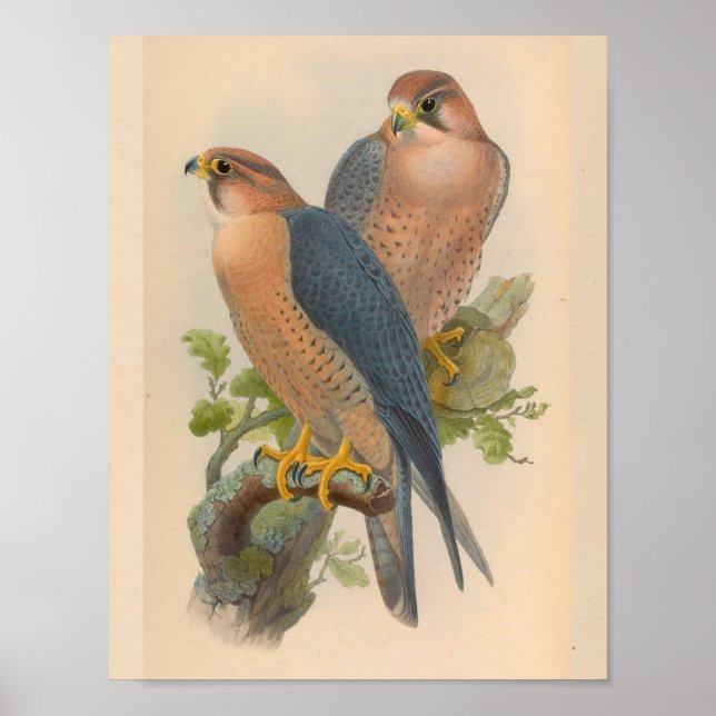 Red Naped Falcon Bird Vintage Art Print (Front)