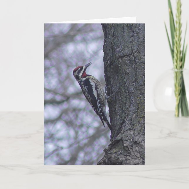 Red-naped Sapsucker Woodpecker Blank Card (Front)