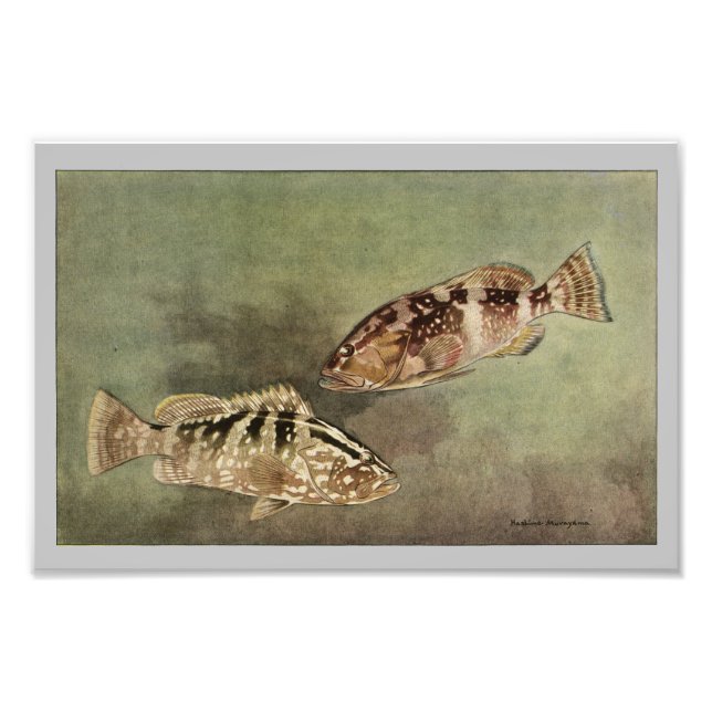 Red & Nassau Grouper Vintage Fish Print (Front)