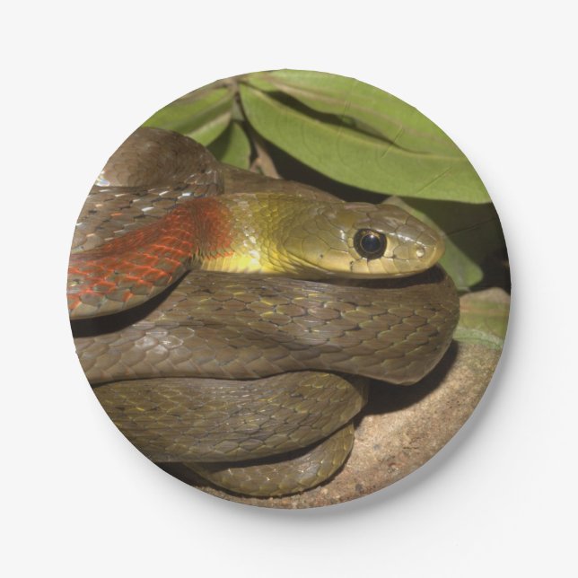 Red-necked keelback paper plate (Front)