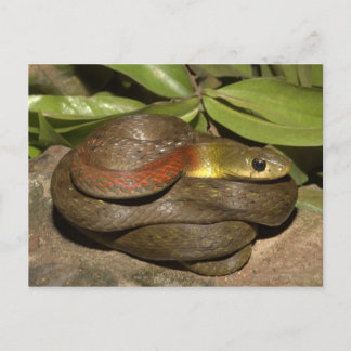 Red-necked keelback postcard