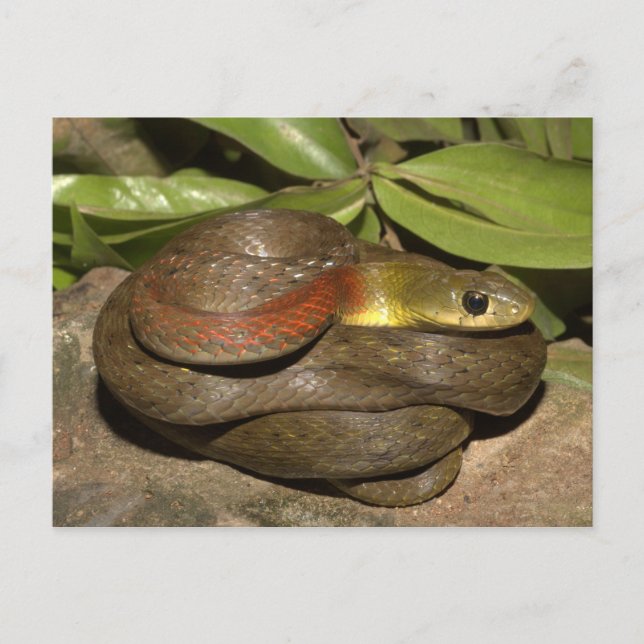 Red-necked keelback postcard (Front)