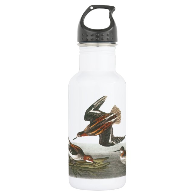 Red-necked Phalarope by Audubon 532 Ml Water Bottle (Front)