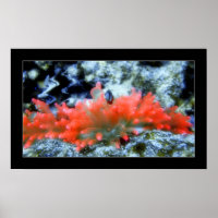Red Neon Anemone with beautifier filter