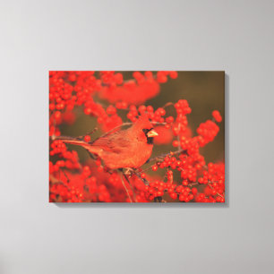 Red Northern Cardinal Male, IL Canvas Print