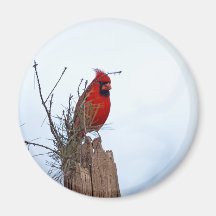 Red Northern Cardinal sitting on a wooden post