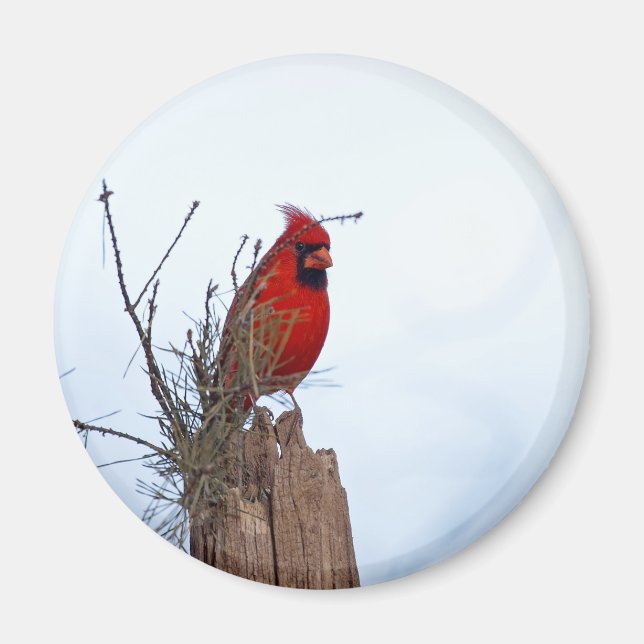 Red Northern Cardinal sitting on a wooden post Magnet (Front)