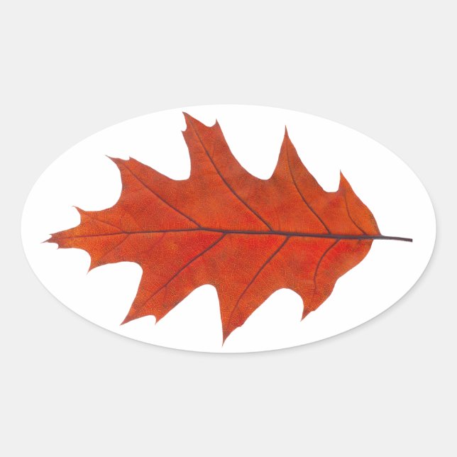 Red oak autumn leaf oval sticker (Front)