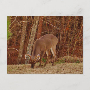 Red Oak Camouflage Stag Buck Deer Feeding Postcard