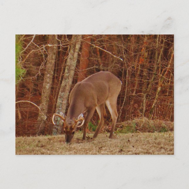 Red Oak Camouflage Stag Buck Deer Feeding Postcard (Front)