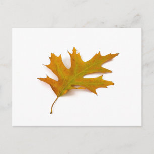 Red Oak Leaf Postcard by Petr Kratochvil
