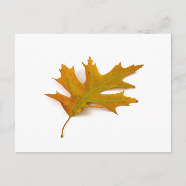 Red Oak Leaf Postcard by Petr Kratochvil (Front)