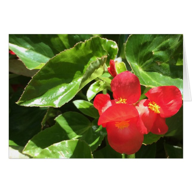Red on Green, flower card (Front Horizontal)
