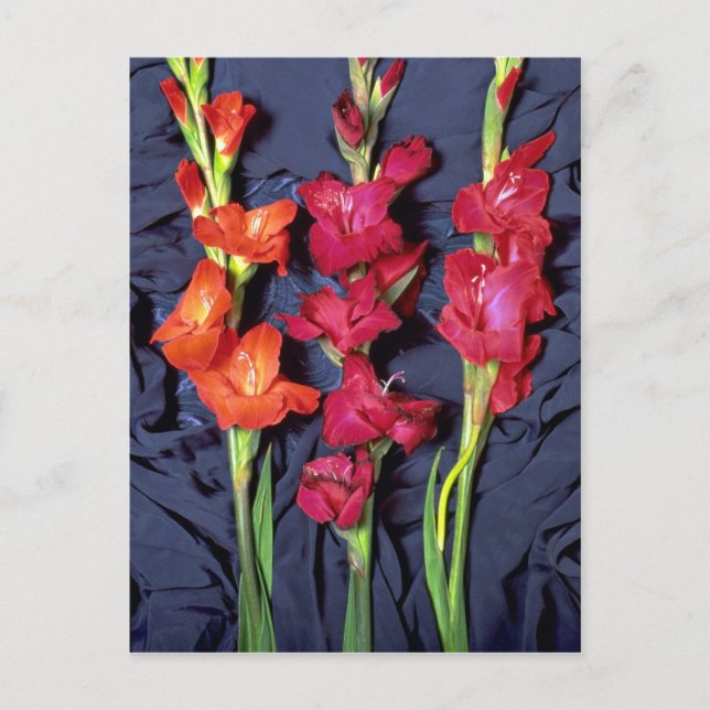 Red, orange and scarlet gladiolus postcard (Front)
