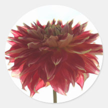 red, orange, and yellow dahlia stickers