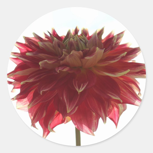 red, orange, and yellow dahlia stickers (Front)