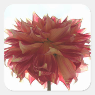 red, orange, and yellow dahlia stickers