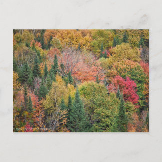 Red Orange Bush Holiday Postcard