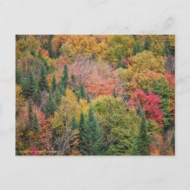 Red Orange Bush Holiday Postcard (Front)