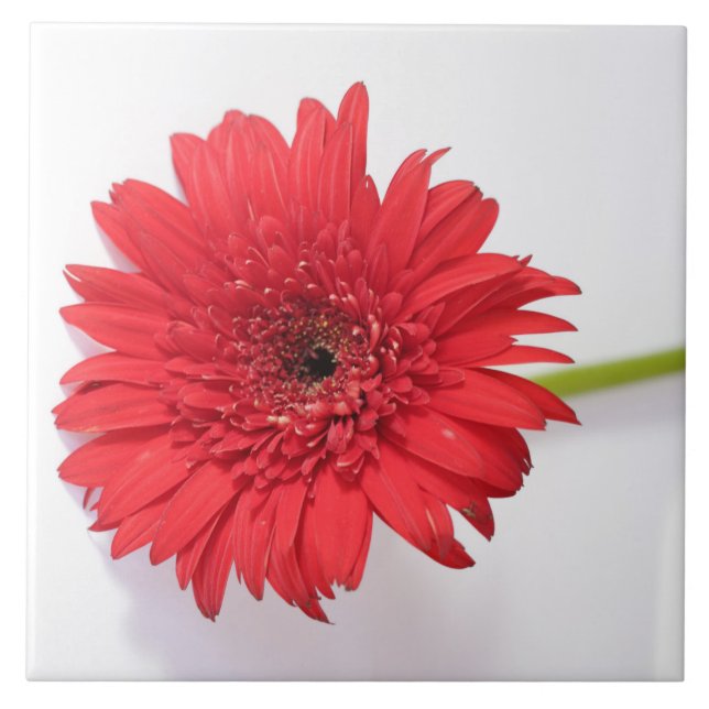 Red Orange Chrysanthemum Flower Floral Tile (Front)