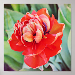 Red Orange Double Tulip Photographic Art Print