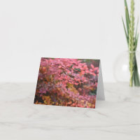 Red Orange Fall Foliage Autumn Leaves Nature Photo