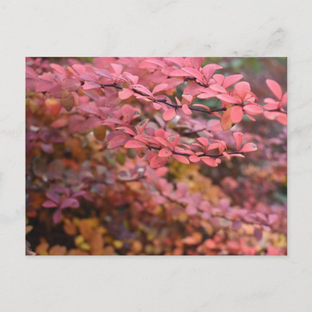 Red Orange Fall Foliage Autumn Leaves Nature Photo Postcard (Front)
