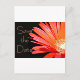 Red Orange Gerbera Daisy Save the date Announcement Postcard