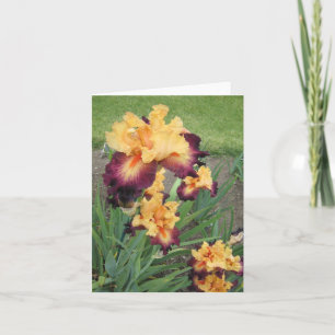 Red Orange Iris Small Blank Note Card