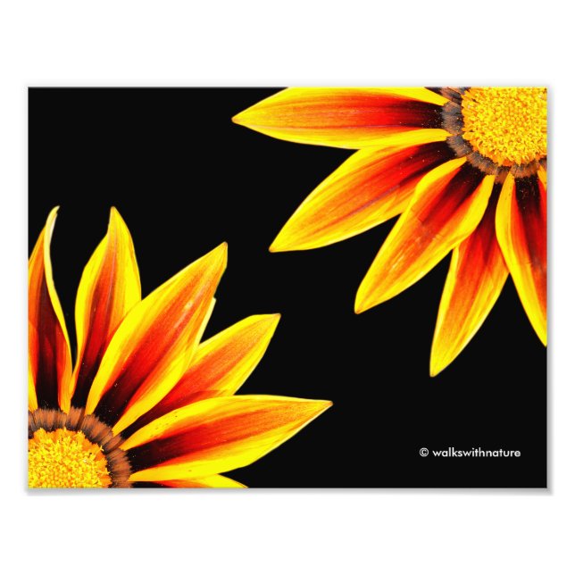 Red Orange Kiss Golden Flame Gazanias Photo Print (Front)