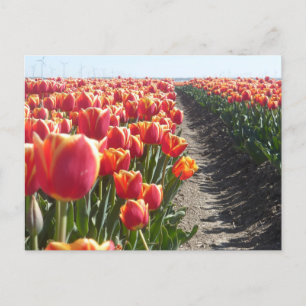 Red Orange Tulips DIY Postcard