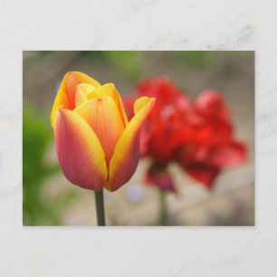 Red-Orange Tulips Postcard