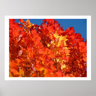 Red Orange Yellow Autumn Leaves art prints Trees