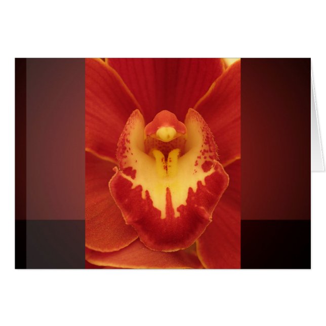 Red Orchid (Front Horizontal)