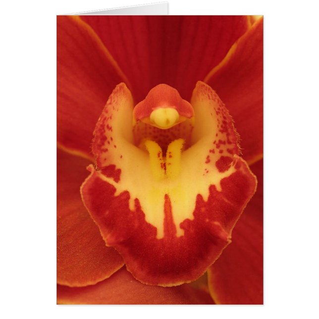Red Orchid (Front)