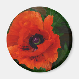Red Oriental Poppy Magnet