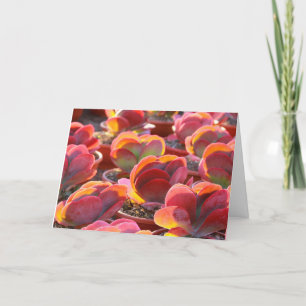 Red Paddle Plant Succulent Greeting Card
