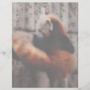 Red Panda