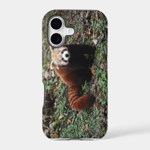 Red panda