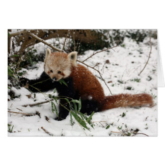 Red panda