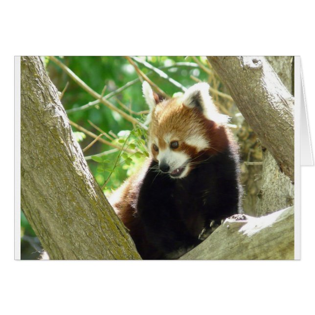 red panda (Front Horizontal)