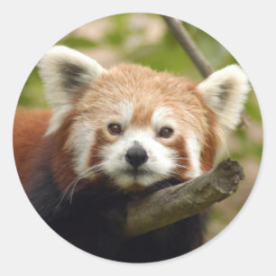 red-panda-004 classic round sticker