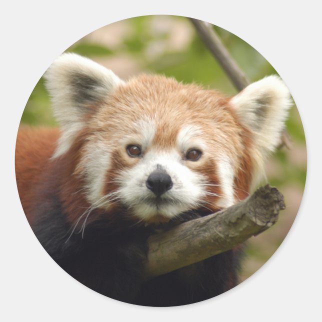 red-panda-004 classic round sticker (Front)