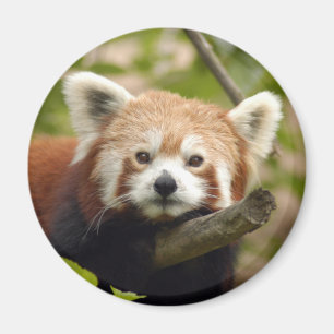 red-panda-004 magnet